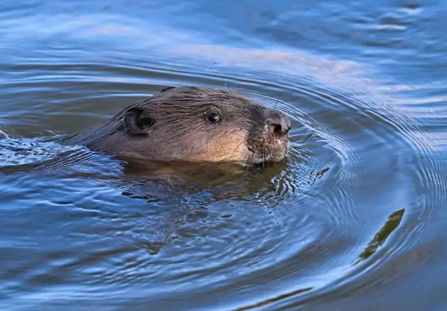 Schwimmender Castor: Die Naturschützer bitten Interessierte, auch den Biber, seine Spuren und seinen Lebensraum zu dokumentieren. | Foto: dpa