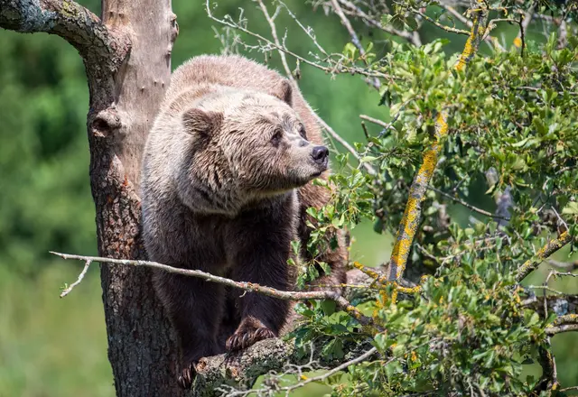 Im Allgäu könnte wieder ein Braunbär unterwegs sein. (Symbolbild) | Foto: Lino Mirgeler/dpa