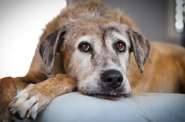 Demenz beim Hund: typische Anzeichen erkennen und alltagstauglich begleiten. | Foto: miwa_in_oz
