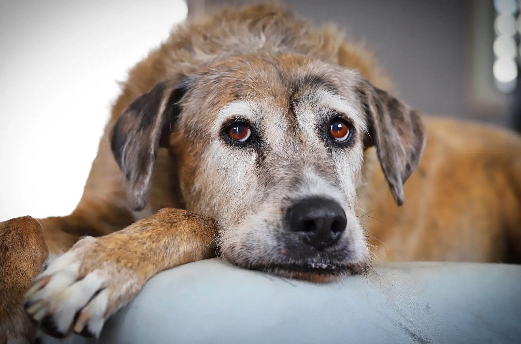 Demenz-beim-Hund-Anzeichen-einordnen-und-den-Alltag-stabilisieren