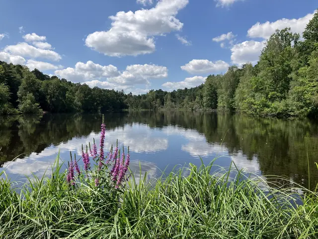 Vogelwoog Kaiserslautern: Hier gibt es wunderschöne Ausblicke und entspannte Wanderwege | Foto: Stephanie Walter