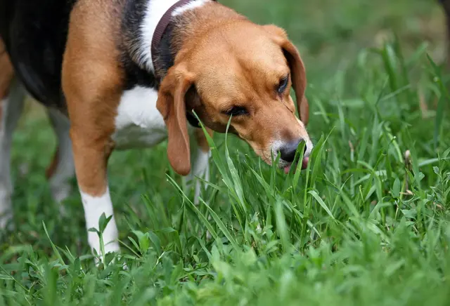 Weit verbreitetes Verhalten: Etwa zwei Drittel aller Hunde fressen gelegentlich oder regelmäßig Gras.  | Foto: dpa
