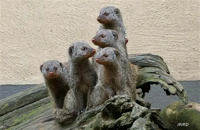 LD Kennzeichen: Die Stadt Landau ist über die Stadtgrenzen hinweg bekannt für den Zoo Landau. Hier sind die Erdmännchen auf einem Schnappschuss von Wochenblatt-Reporterin Marlene Deck zu sehen. In der gesamten Stadt Landau wird das LD Kennzeichen geführt. | Foto: Marlene Deck