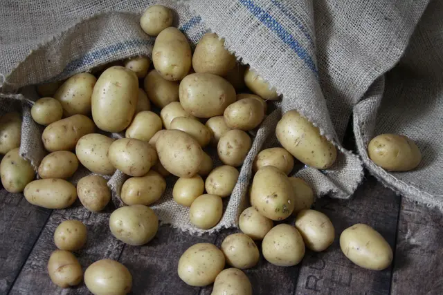 Kartoffeln sind pflegeleicht, wenn man sie richtig lagert. | Foto: Turi/stock.adobe.com