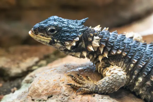 Bedrohte Vielfalt: Amphibien und Reptilien im Fokus