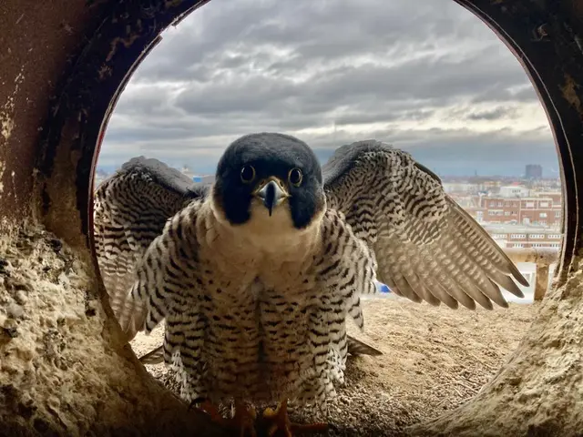 Vor kurzem wurden drei Wanderfalken (Symbolbild) aus der Greifvogelstation Haßloch erfolgreich in die Freiheit entlassen, und zwar auf dem Werksgelände der AbbVie in Ludwigshafen. (Kleines Video: https://www.linkedin.com/posts/abbvie-deutschland_industrienaturschutz-ludwigshafen-activity-7483832769148616704-mz0H/?utm_source=share&amp;utm_medium=member_desktop&amp;rcm=ACoAAFIaiQABt_vExLXU1CbNU7HXy4NTIKb9_WI)  | Foto: BASF