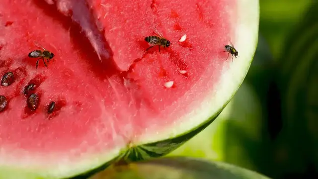 Wer angeschnittenes oder sehr reifes Obst offen liegen lässt, riskiert einen Befall mit den Fliegen. Tipp: Manche Obstsorten lassen sich auch gut im Kühlschrank aufbewahren. | Foto: Klymentii/stock.adobe.com