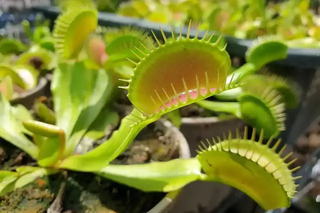 Eine fleischfressende Pflanze kann vor zu vielen Insekten schützen
 | Foto: ltyuan/stock.adobe.com