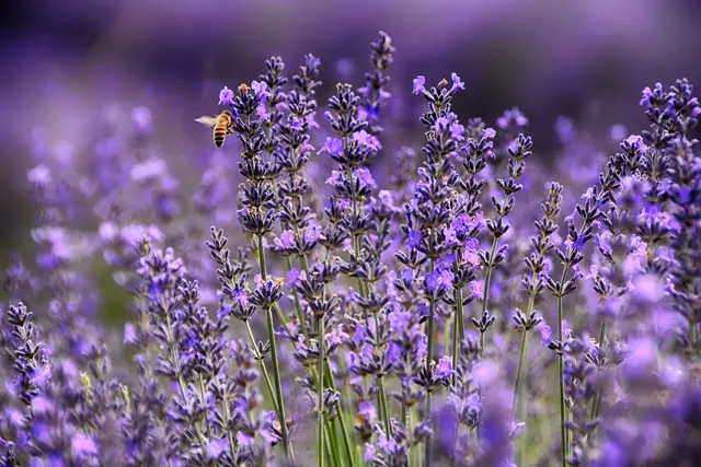 Beim Spaziergang oder im Garten fallen Käfer oft erst auf den zweiten Blick auf. Wer typische Arten kennt, versteht leichter, warum sie Boden und Naturkreisläufe stabil halten. | Foto: gianniarmano/stock.adobe.com