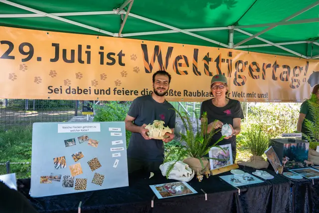 Welt-Tiger-Tag in der Wilhelma