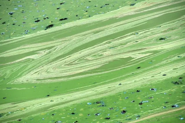 Entlang der Saar gibt es größere Mengen von Blaualgen. (Symbolbild) | Foto: Uwe Zucchi/dpa