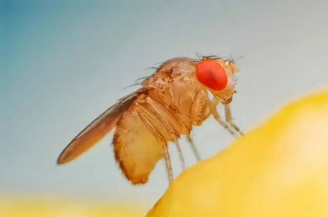 Fruchtfliegen loswerden gelingt mit diesen hilfreichen Tipps ganz leicht. Übrigens: Eine Obstfliege kann bis zu 400 Eier ablegen | Foto: Arif_Vector/stock.adobe.com