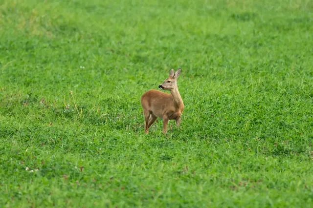 Beim Rehwild erzielte die Saar-Jäger einen Abschussrekord. (Archivbild) | Foto: Silas Stein/dpa