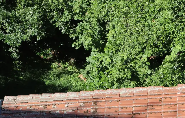 Die Fuchskinder sind mittlerweile halbwüchsig. Hinter dem Leerstand der ehemaligen Metzgerei Wackenhut, später Elektrofachgeschäft, finden die scheuen Wildtiere in den Morgenstunden Ruhe. Der Garten wird so gut wie nie betreten.  | Foto: Julia Glöckner