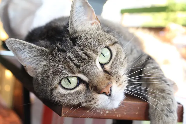 Gerade im Sommer brauchen Katzen auf Balkon oder Terrasse ausreichend Schatten und frisches Wasser. | Foto: BAS