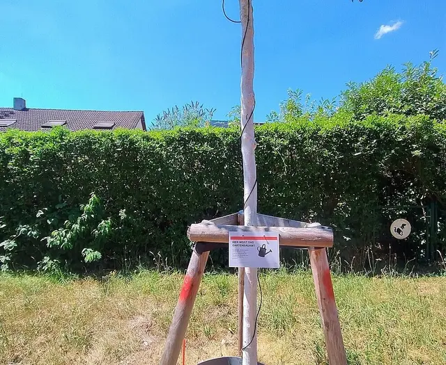 Wer bei Hitze einen Straßenbaum gießt, kann mit genug Wasser und Geduld dafür sorgen, dass es auch in tieferen Bodenschichten ankommt. | Foto: An diesem Baum ist ein Bodenfeuchtesensor angebracht. | Gartenbauamt