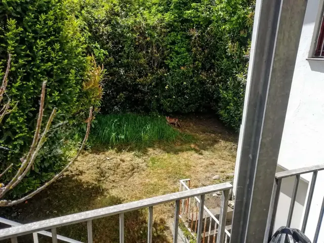 Die Welpen waren Ende April schätzungsweise 10 Wochen alt, als Anwohner der Schwanthalerallee sie zum ersten Mal zu knipsen versuchten. Die Mutter blieb wachsam im Garten stehen, während die Kinder in die Hecke flüchteten.  | Foto: Julia Glöckner