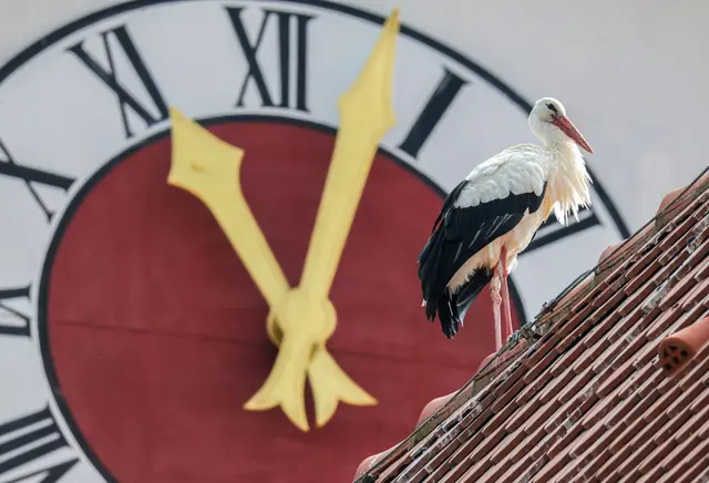 In vielen Regionen wird es am Wochenende sonnig. (Archivbild) | Foto: Thomas Warnack/dpa