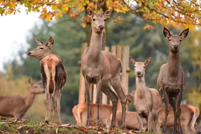 Beim Sommerfest im Wild- und Wanderpark Silz gibt es Programm und neue Beobachtungspunkte im Gelände.
 | Foto: Wild- und Wanderpark Silz