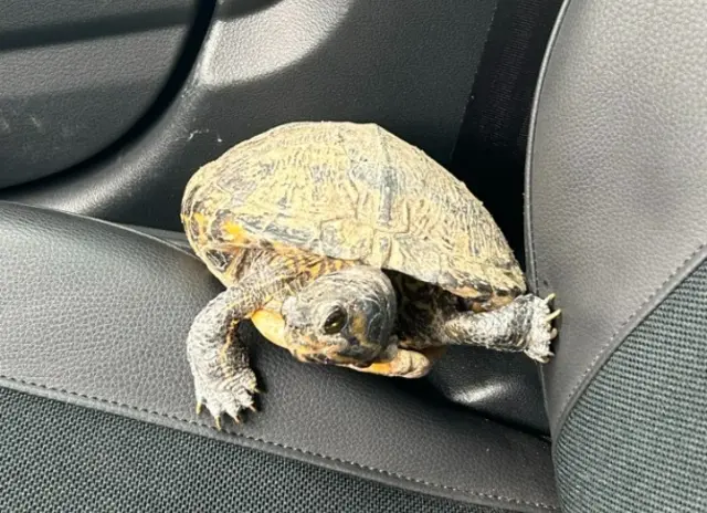 Eine gefundene Wasserschildkröte hat am Sonntag die Polizei in Kirn beschäftigt. Das Tier aus der Kirner Altstadt kam in eine Pflegestelle, nun wird der Halter gesucht. | Foto: Polizeiinspektion Kirn