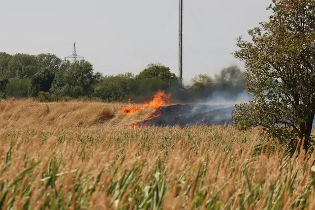Ungefähr 150 Feuerwehrleute kämpfen aktuell gegen einen Flächenbrand bei Manheim.  | Foto: Rene Priebe/dpa