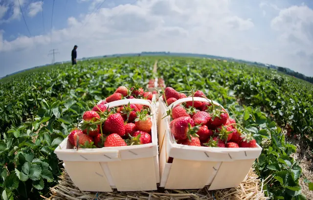 Das Wetter beeinflusst zunehmend auch die Erdbeerernte. (Symbolbild) | Foto: picture alliance / dpa