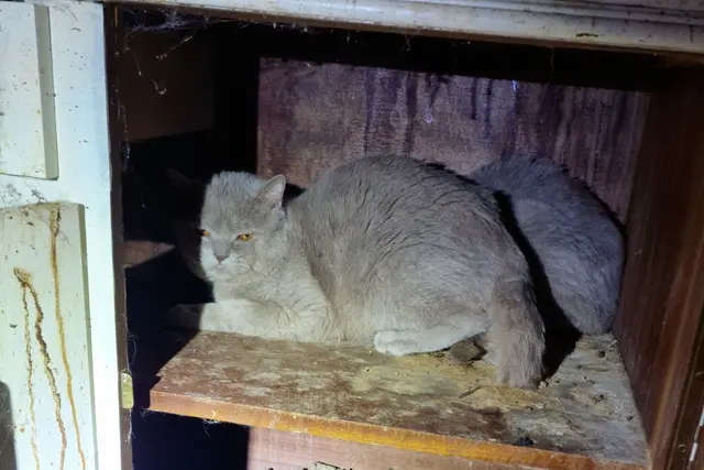  Die Tiere zeigten nach Angabe der Behörde deutliche Anzeichen einer Verwahrlosung.  | Foto: ---/Rhein-Pfalz-Kreis/dpa
