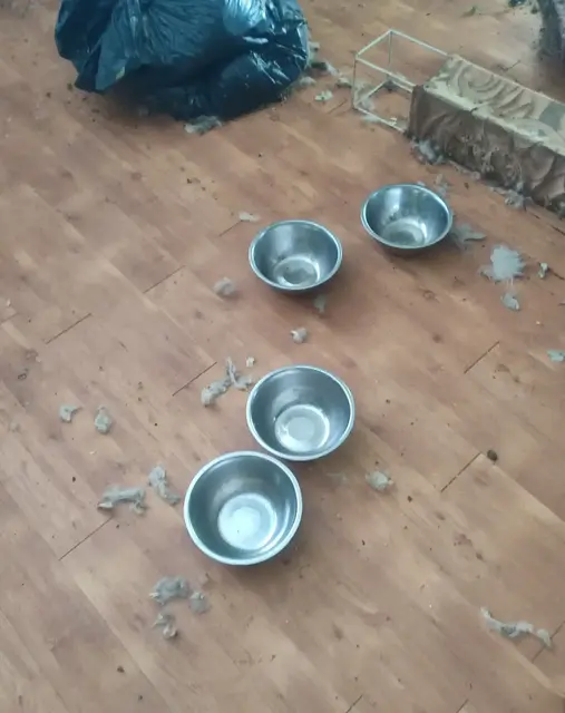 Das Veterinäramt hat 22 Katzen aus einer Wohnung im mittleren Rhein-Pfalz-Kreis gerettet und in Tierheimen untergebracht. | Foto: Kreisverwaltung Rhein-Pfalz-Kreis
