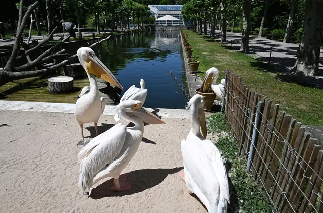 Die Stuttgarter Wilhelma schaut weit in die Zukunft. (Archivbild) | Foto: Bernd Weißbrod/dpa