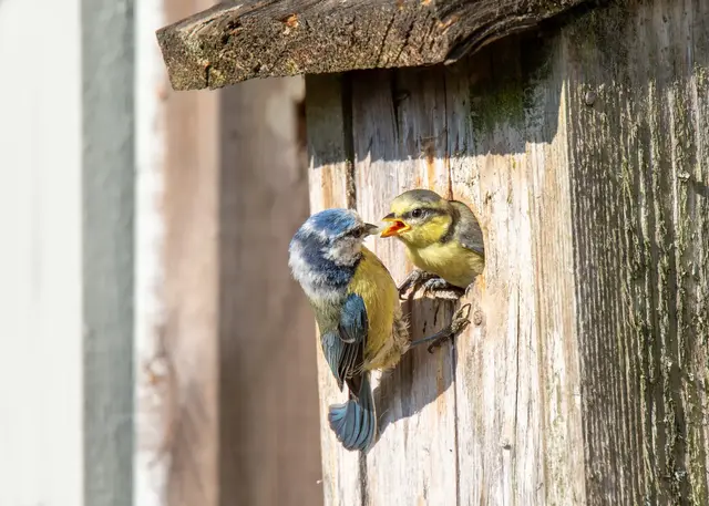 Vorsicht vor Brutkästen vom Baumarkt. Die Wände sollten mehrere Zentimeter dick sein. Kästen idealerweise an schattigen, kühlen Plätzen im Garten aufhängen.  | Foto: Maria/stock.adobe.com