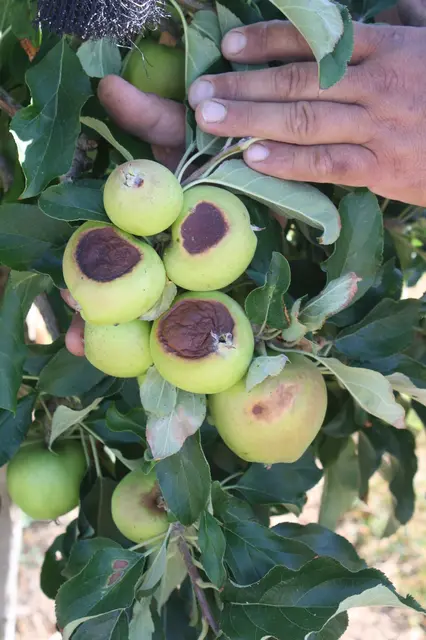 Auch Äpfel bekommen Sonnenbrand.  | Foto: Hannelore Schäfer 