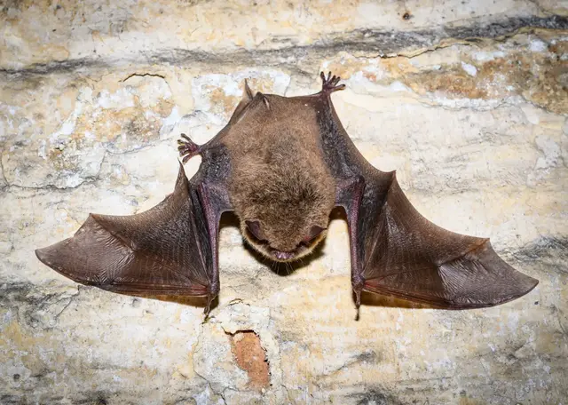 Fledermäuse brauchen ein stabiles Mikroklima. (Symbolbild) | Foto: Patrick Pleul/dpa
