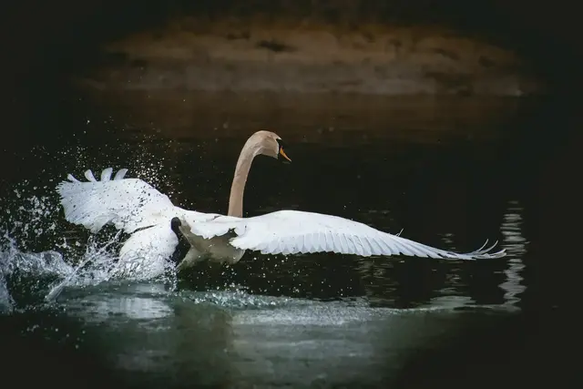 Naturerlebnis hautnah - auf dem Altrhein bei Germersheim. Auch im Sommer spendet die Flusslandschaft Schatten und Kühle | Foto: Heike Schwitalla