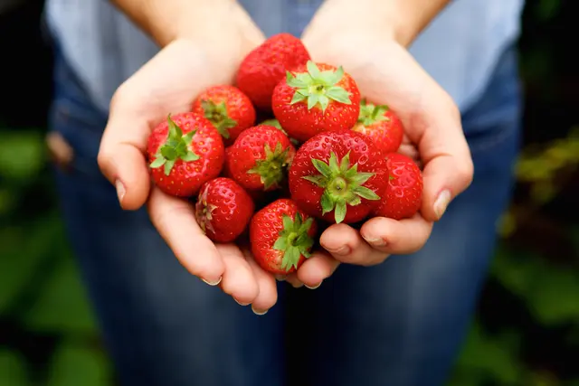 Erdbeeren sind lecker. Als Erdbeerchips schmecken sie, aufgrund ihres Zuckergehalts, sogar den Kleinsten – deshalb hat Öko-Test getestet. | Foto: mimagephotos/stock.adobe.com