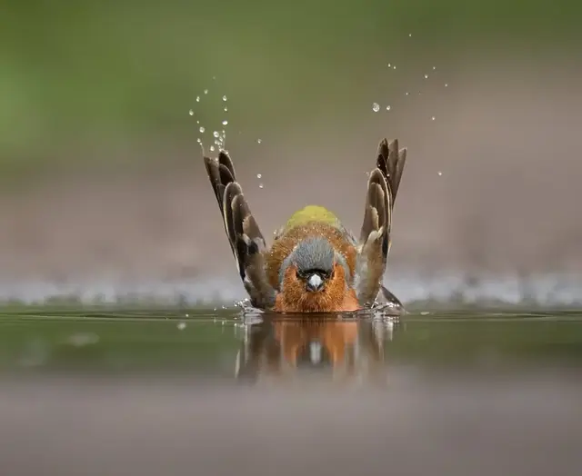 Eine flache Wasserschale auf Balkon oder im Garten hilft Wildtieren in der Hitze beim Trinken. | Foto: | Stadt Karlsruhe, GBA, Stephan Gehrlein