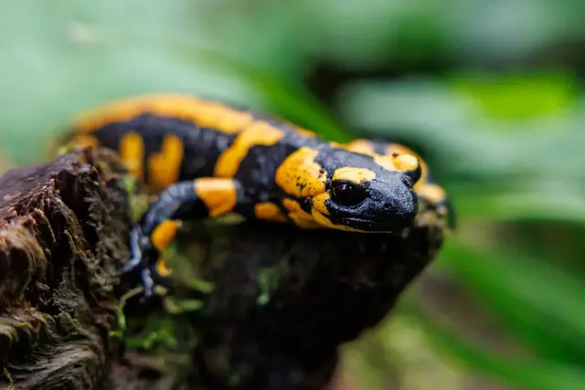 Amphibien wie Salamander sind auf feuchte Umgebung angewiesen. (Archivbild) | Foto: Daniel Karmann/dpa