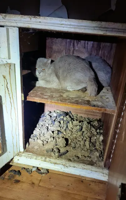 Das Veterinäramt hat 22 Katzen aus einer Wohnung im mittleren Rhein-Pfalz-Kreis gerettet und in Tierheimen untergebracht. | Foto: Kreisverwaltung Rhein-Pfalz-Kreis