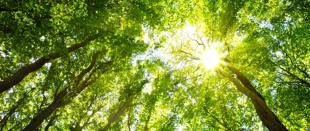 Ab in den Wald: Escape Room Wald des Kreisforstamtes Rhein-Neckar Kreis / Symbolbild | Foto: Swetlana Wall/stock.adobe.com