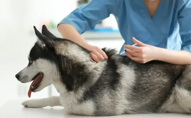 Vor der Urlaubsfahrt mit Hund helfen ein kurzer Check von Dokumenten und eine Packliste, damit während der Reise weniger Stress entsteht. | Foto: Africa Studio/stock.adobe.com