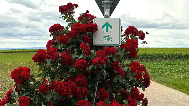 Schilder (wie hier zu Beginn der Strecke) zeigen den Radlern, wo es auf der Viehstrich-Tour langgeht.  | Foto: Thorsten Kornmann