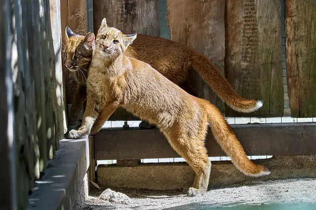Samin und Mirza sind bei gutem Wetter besonders gerne auf ihrer Anlage. | Foto: Peter Bastian / Zoo Heidelberg