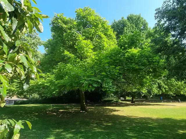 Große Bäume und viel Schatten machen Parks in Mannheim an heißen Sommertagen zu wichtigen Rückzugsorten gegen die Hitze. | Foto: Charlotte Basaric-Steinhübl