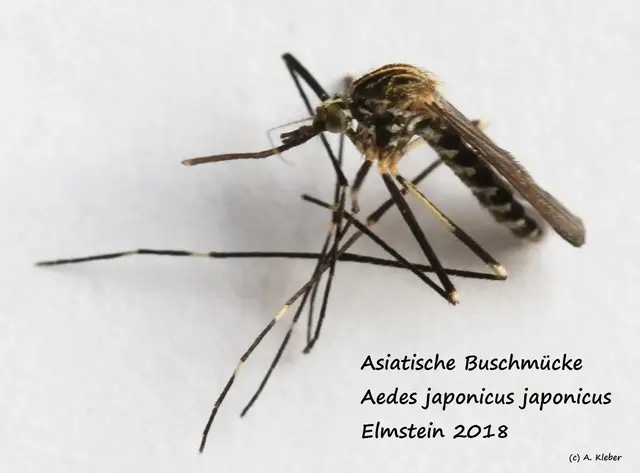 Erstmals ist in Rheinland-Pfalz eine West-Nil-Virus-Infektion nachgewiesen worden, die mutmaßlich vor Ort durch einen Mückenstich entstanden ist. | Foto: Astrid Kleber