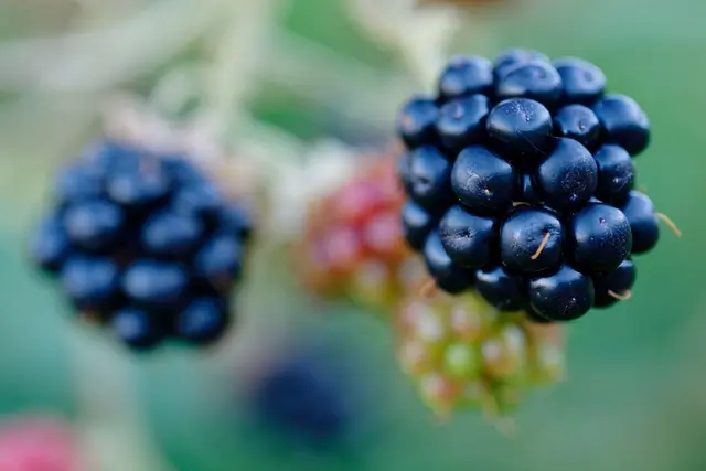 Die Eier des Fuchsbandwurms können an Beeren haften, allerdings kommt eine Infektion beim Menschen relativ selten vor. | Foto: Uwe Anspach/dpa/dpa-mag