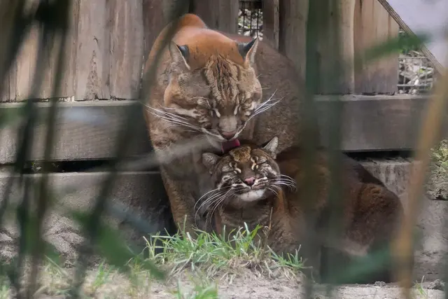 Das Zuchtpaar im Zoo Heidelberg harmoniert sehr gut miteinander. | Foto: Heidrun Knigge / Zoo Heidelberg