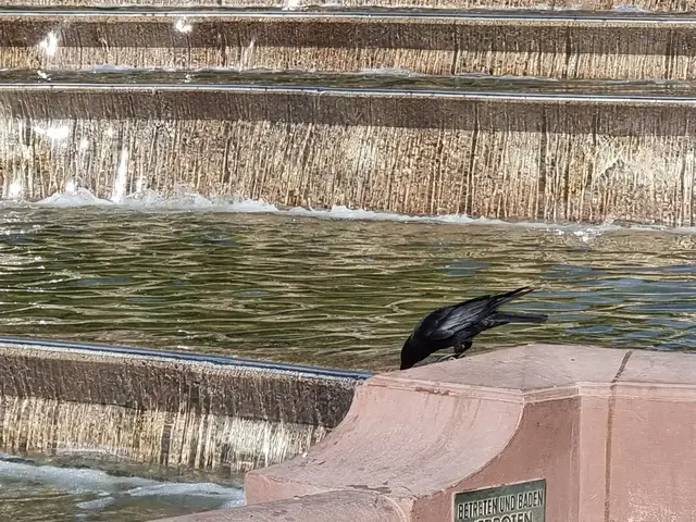Auch Tiere leiden unter der anhaltenden Hitze - hier trinkt ein Vogel an den Wasserspielen am Wasserturm. | Foto: Charlotte Basaric-Steinhübl