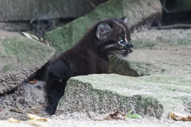  Das erste Foto des kleinen Jungtiers. | Foto: Zoo Heidelberg