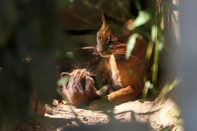 Die Mutter kümmert sich vorbildlich um ihren Nachwuchs. | Foto: Heidrun Knigge / Zoo Heidelberg