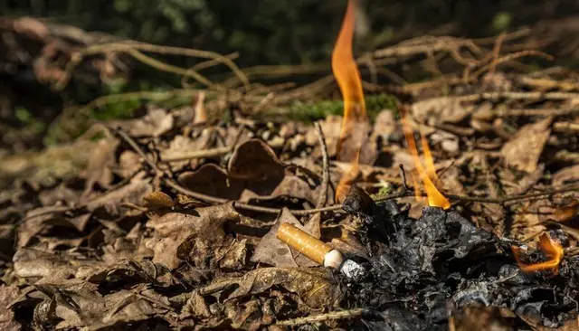 Wenn es im Wald und auf Wiesen knochentrocken ist, steigt das Risiko für Brände deutlich. | Foto: Jonathan Fieber, Landesforsten RLP