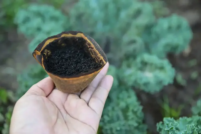 Kaffeesatz als Dünger hat im Garten viele Vor- aber auch Nachteile | Foto: Apiwat/stock.adobe.com